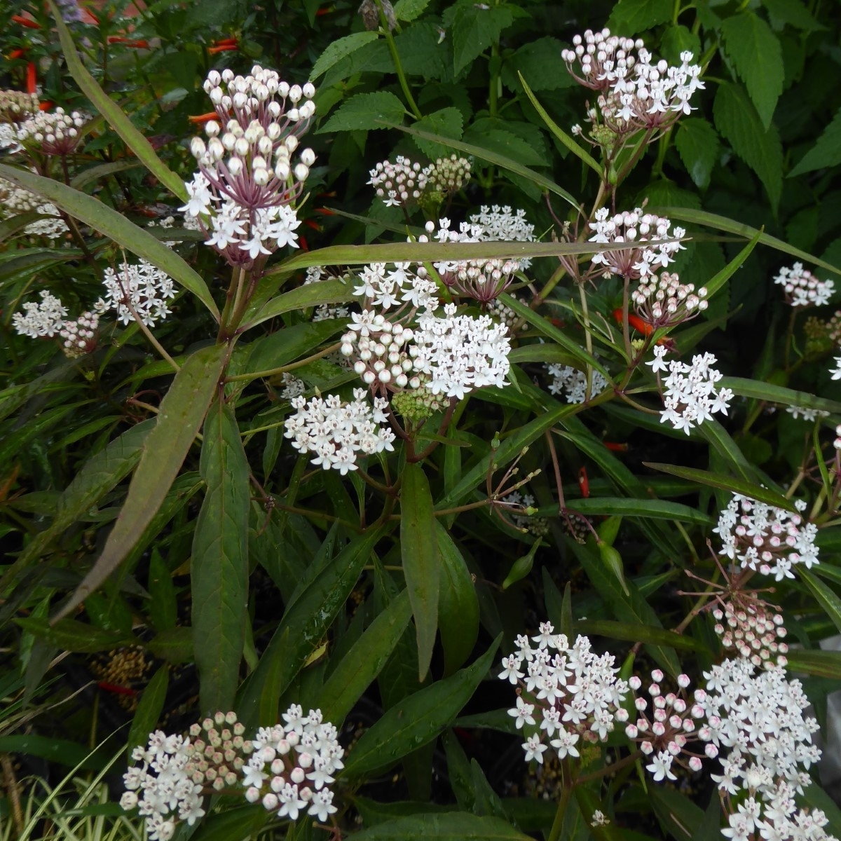 White Milkweed, Aquatic Milkweed