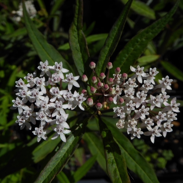 White Milkweed, Aquatic Milkweed