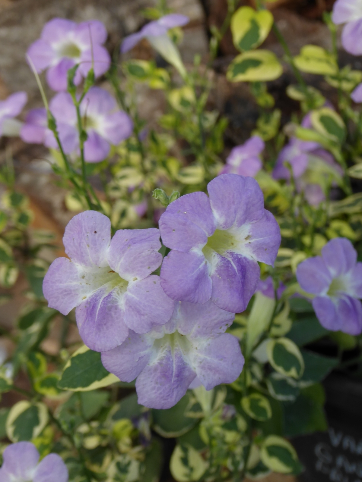 St. John Variegated Ganges Primrose, Chinese Violet, Creeping Foxglove