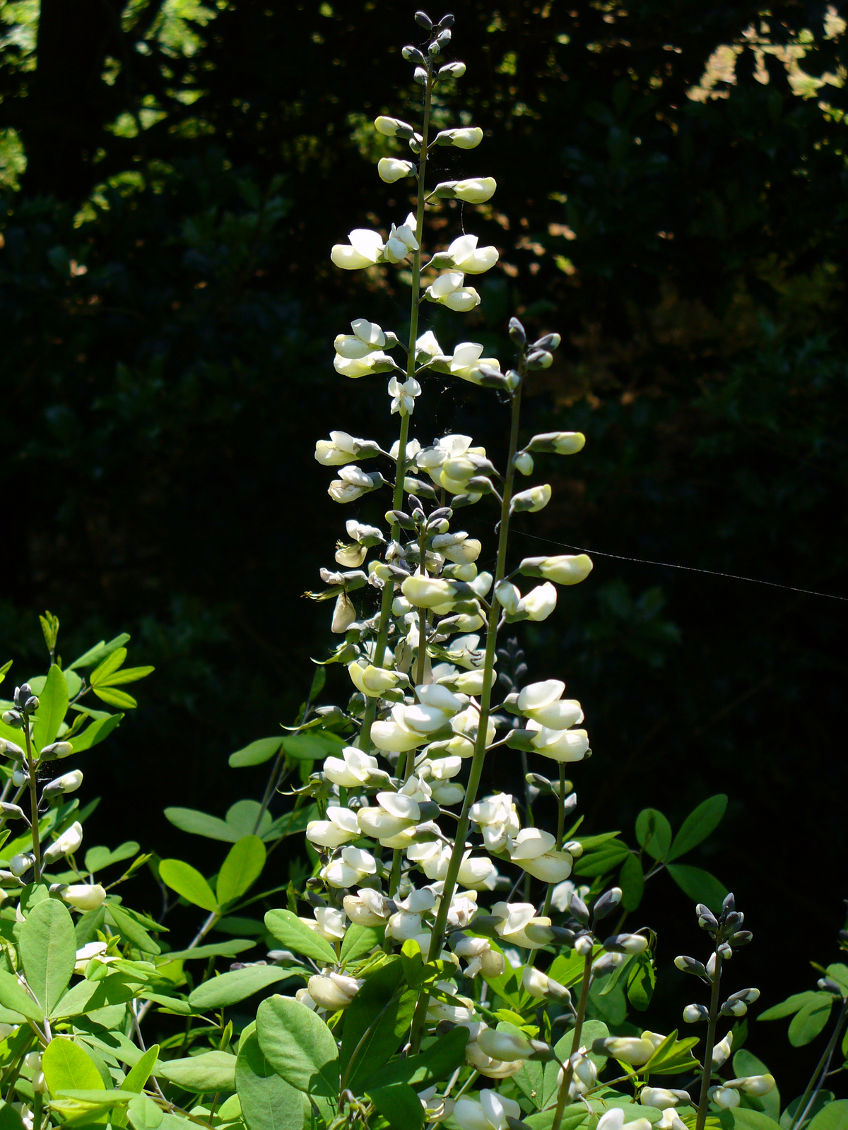 White Wild Indigo, White False Indigo, Baptisia