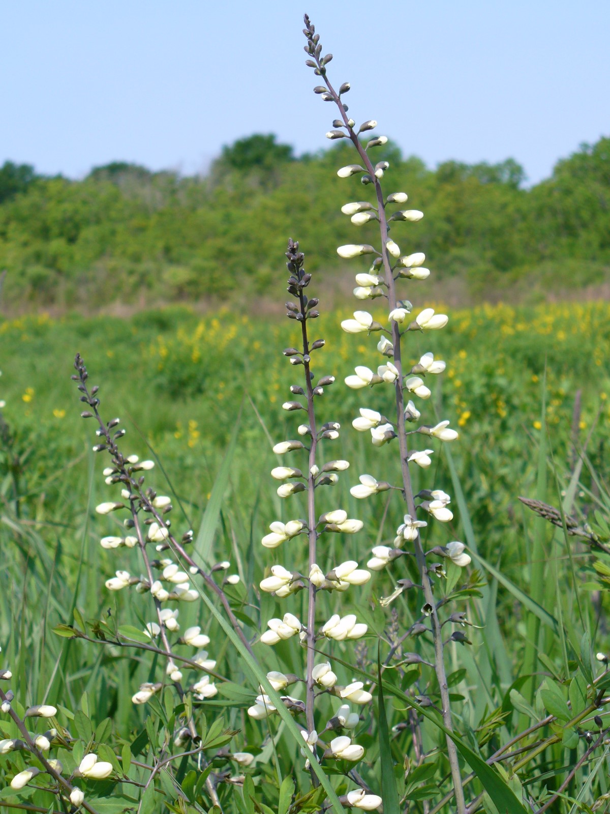 White Wild Indigo, White False Indigo, Baptisia