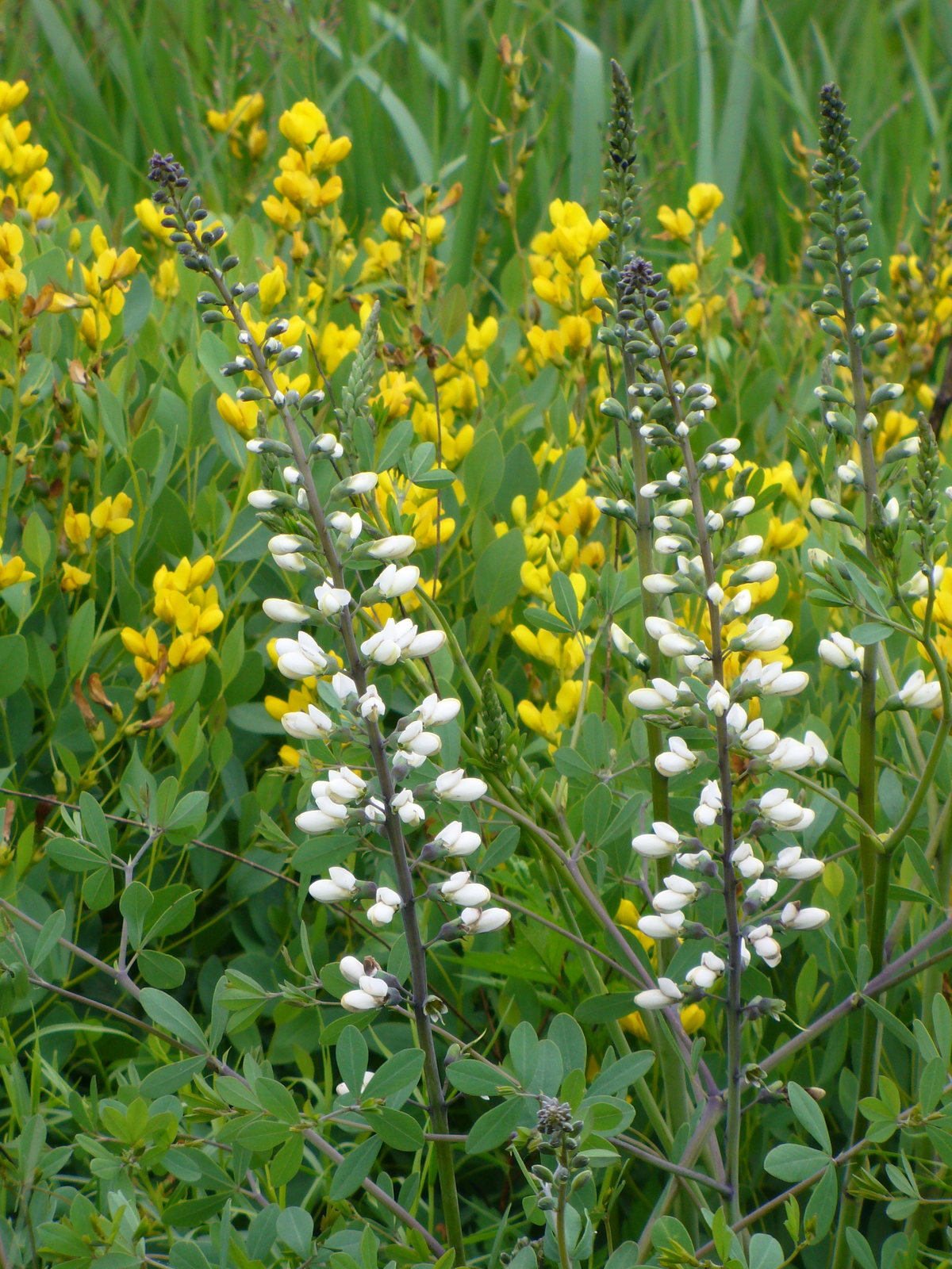 White Wild Indigo, White False Indigo, Baptisia