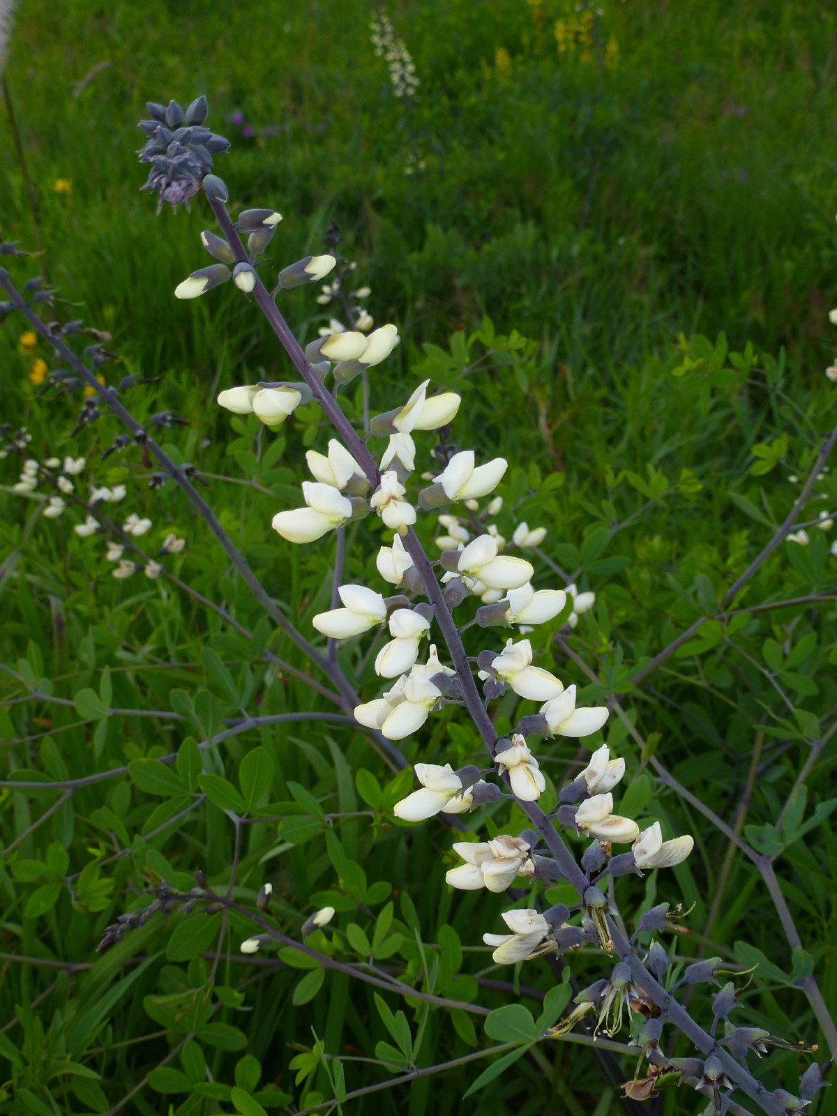 White Wild Indigo, White False Indigo, Baptisia