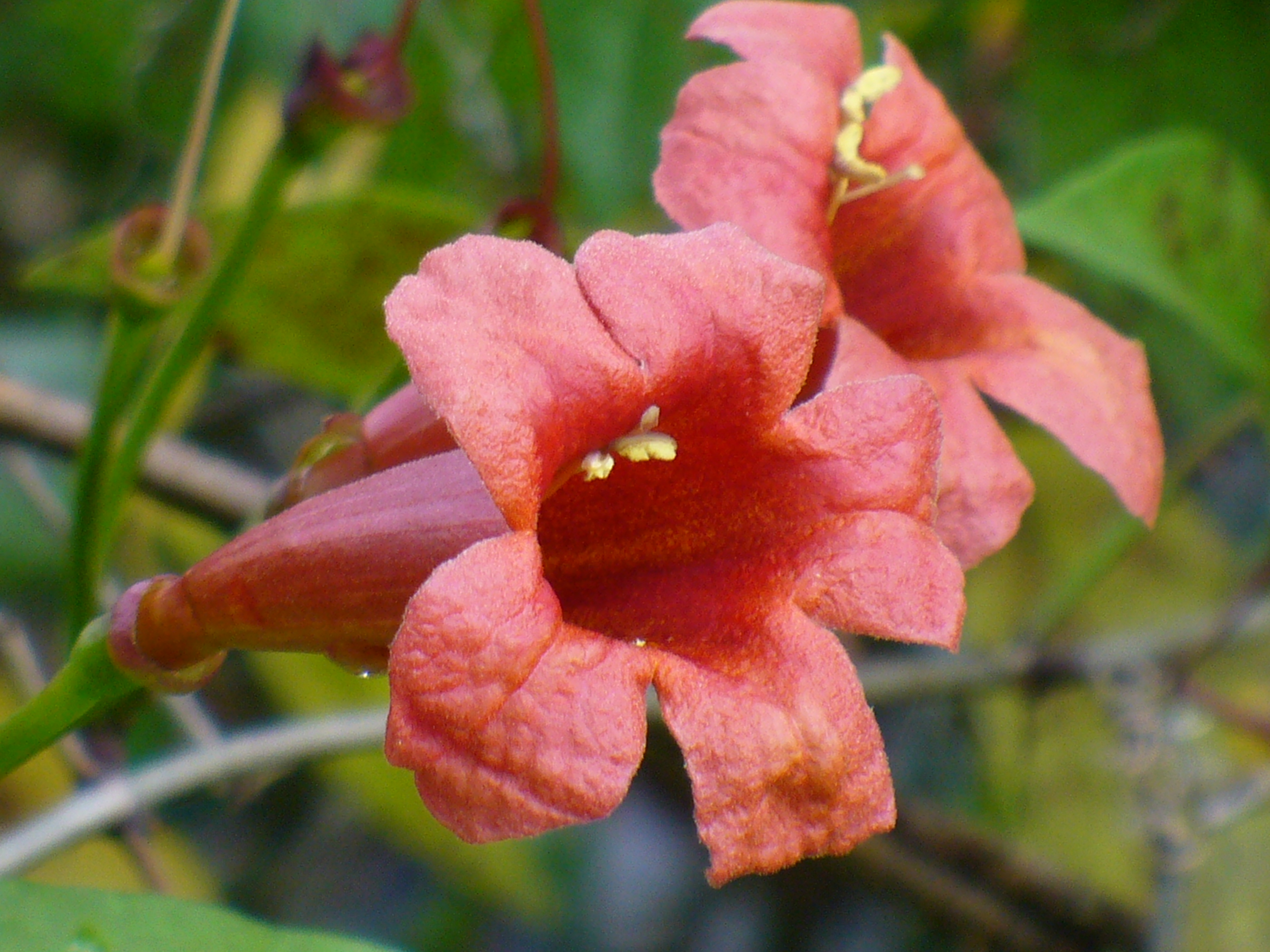 Dragon Lady Crossvine