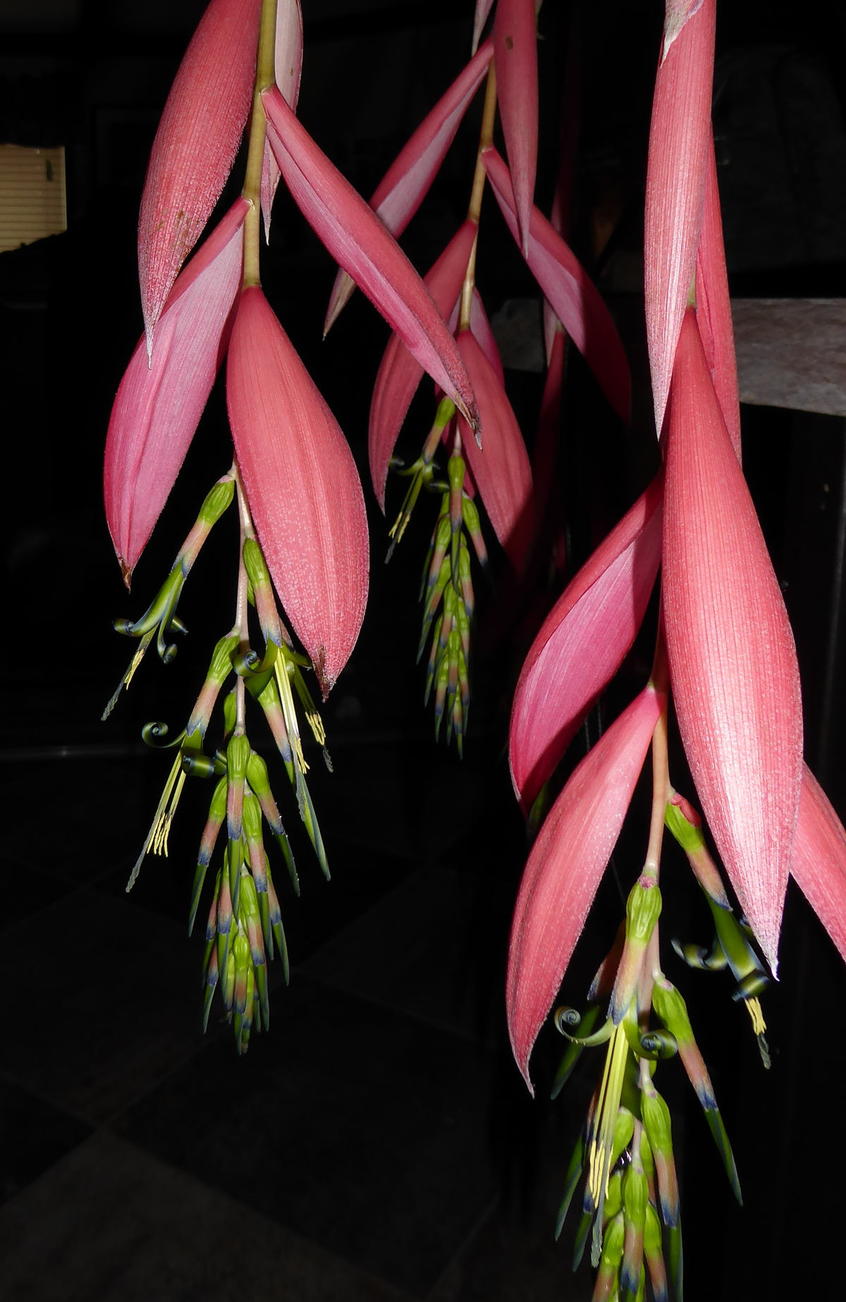 Queen's Tears Bromeliad