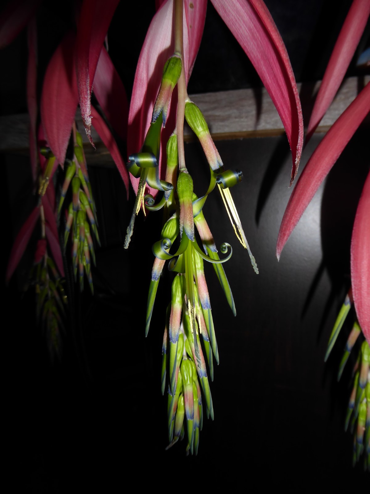 Queen's Tears Bromeliad