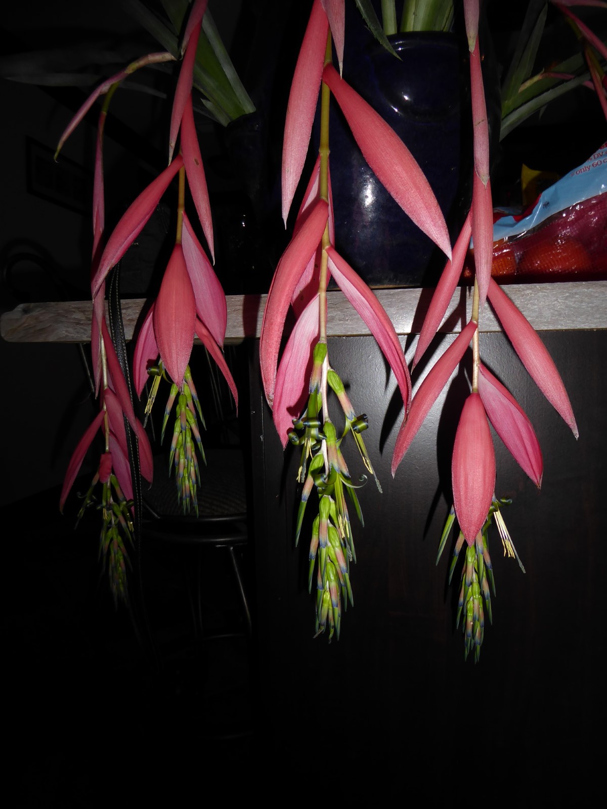 Queen's Tears Bromeliad