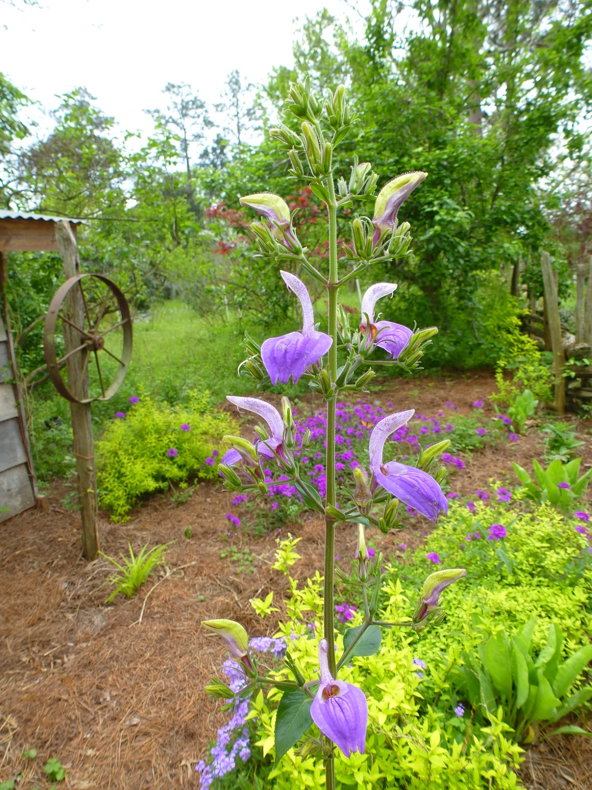 Giant Blue African Salvia, Giant Salvia