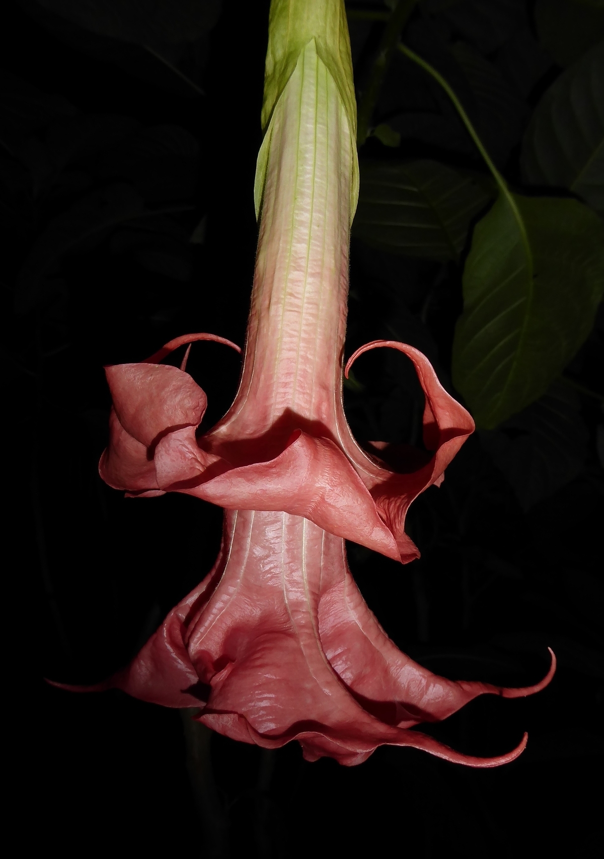 Pink Perfektion Angel's Trumpet - Fragrant Plants - Almost Eden