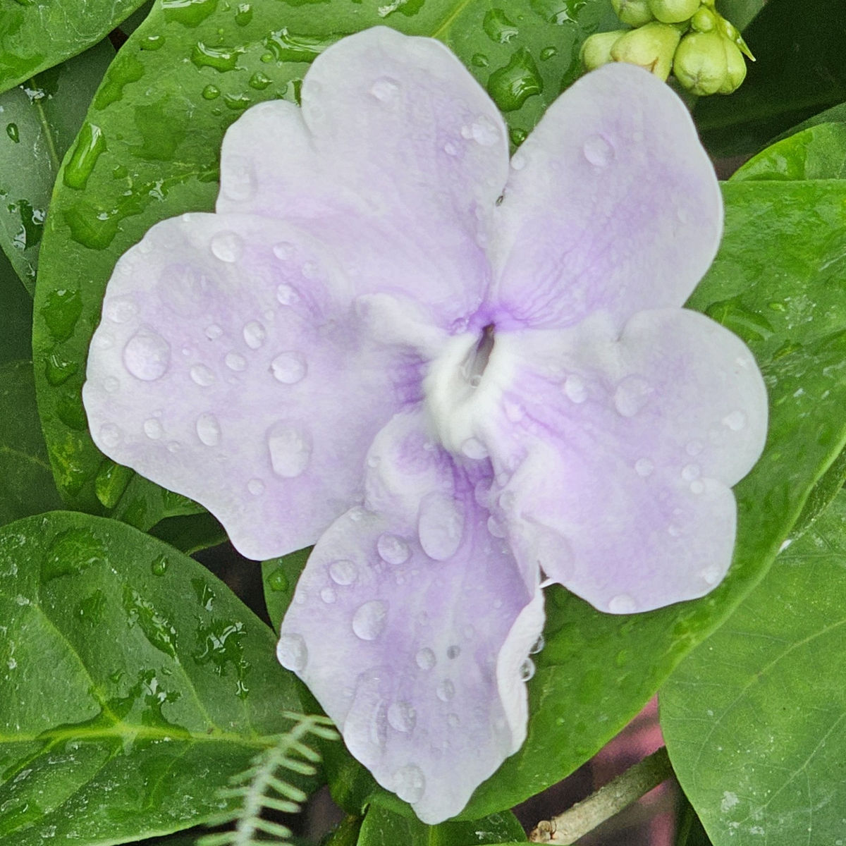 Fragrant Yesterday, Today, and Tomorrow