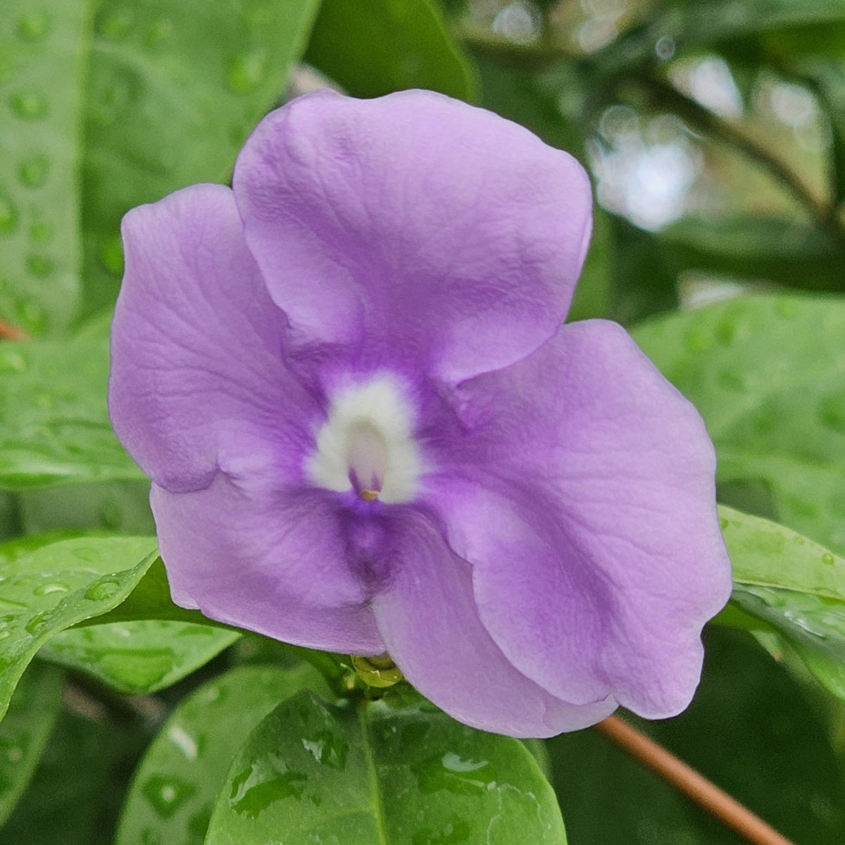 Fragrant Yesterday, Today, and Tomorrow