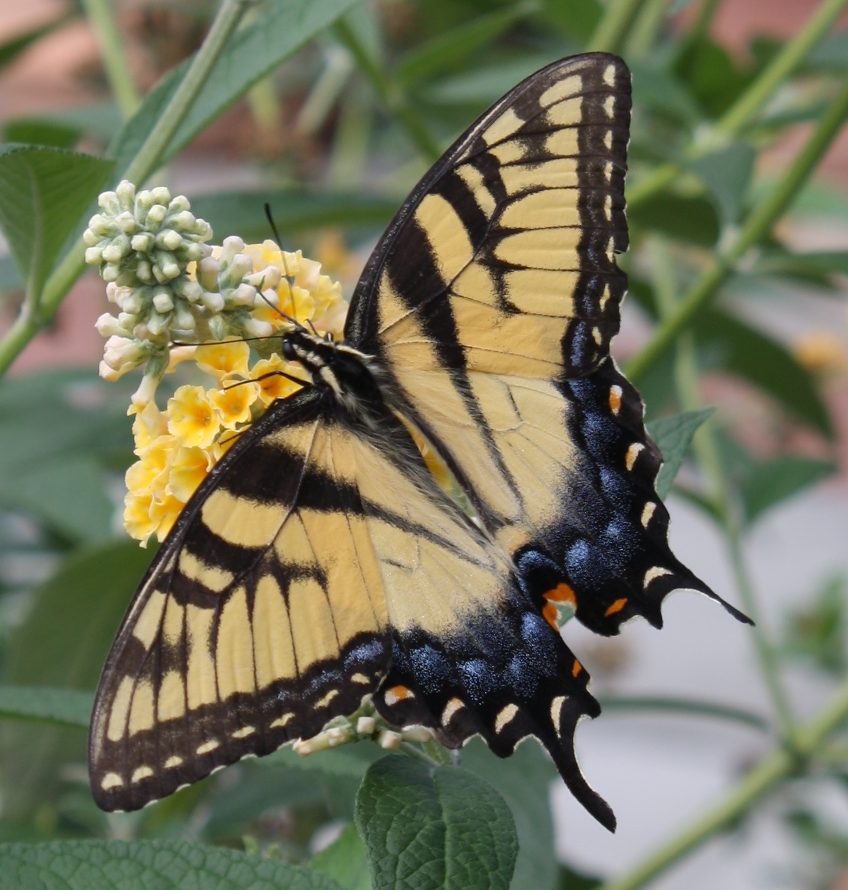 Honeycomb Yellow Butterfly Bush, Buddleja