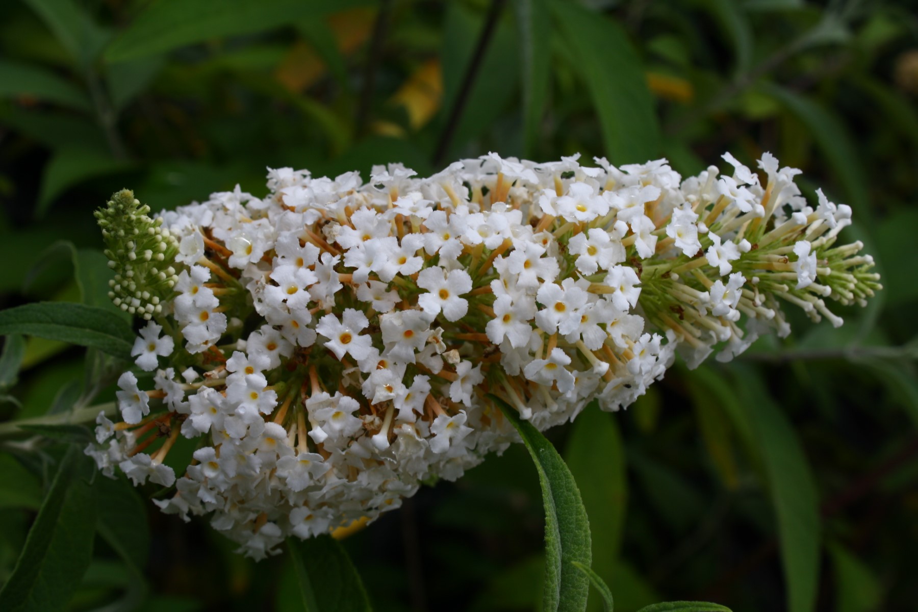 White Profusion Butterfly Bush, Buddleja