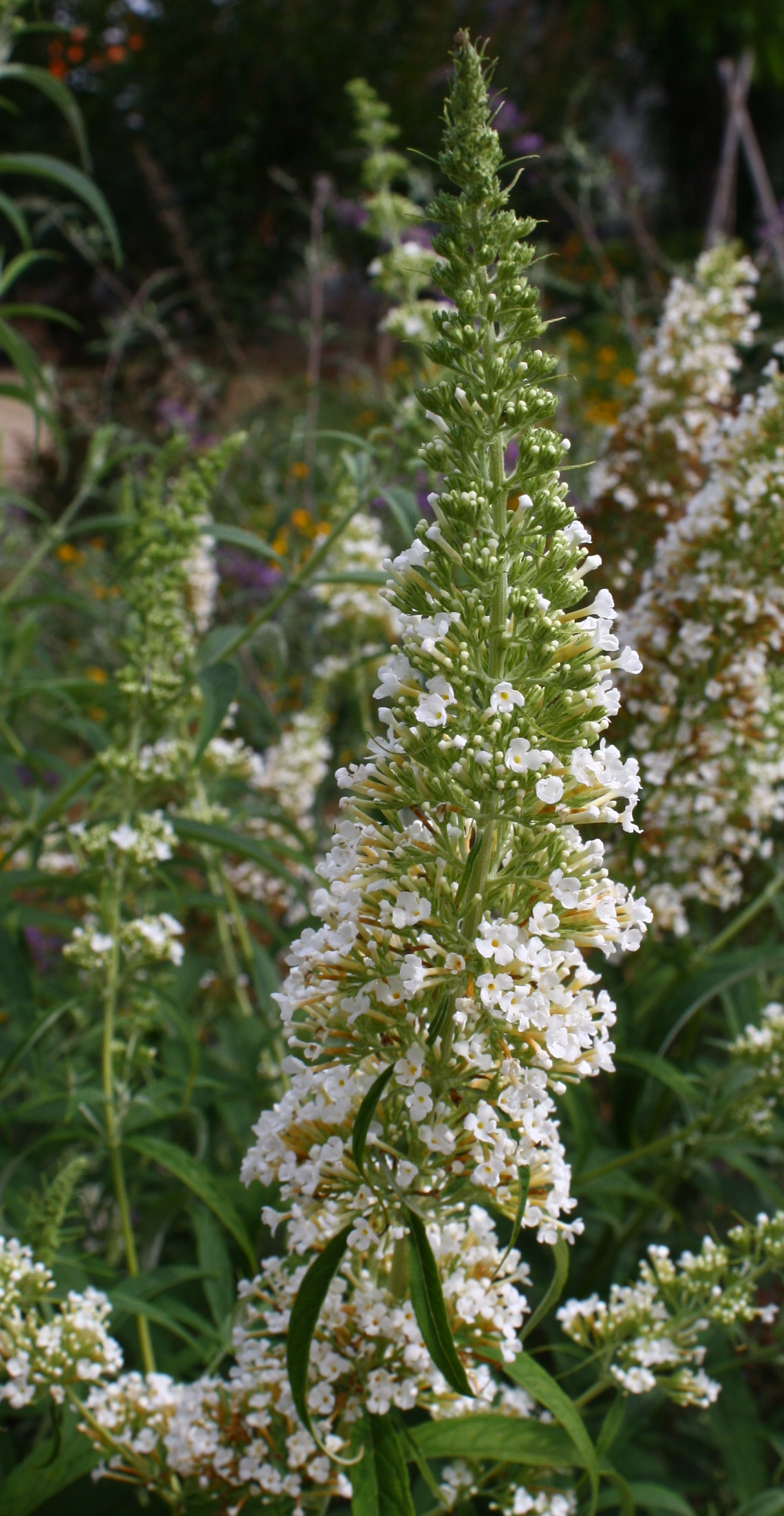 White Profusion Butterfly Bush, Buddleja