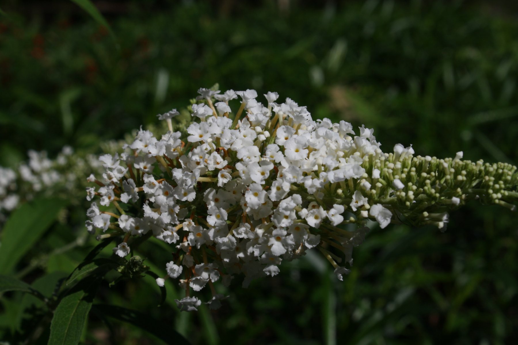 White Profusion Butterfly Bush, Buddleja