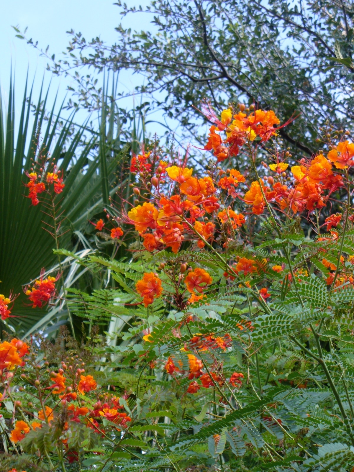 Pride of Barbados, Mexican Red Bird of Paradise, Dwarf Poinciana, Peacock Flower, Flamboyan-de-Jardin, Barbados Fenceflower