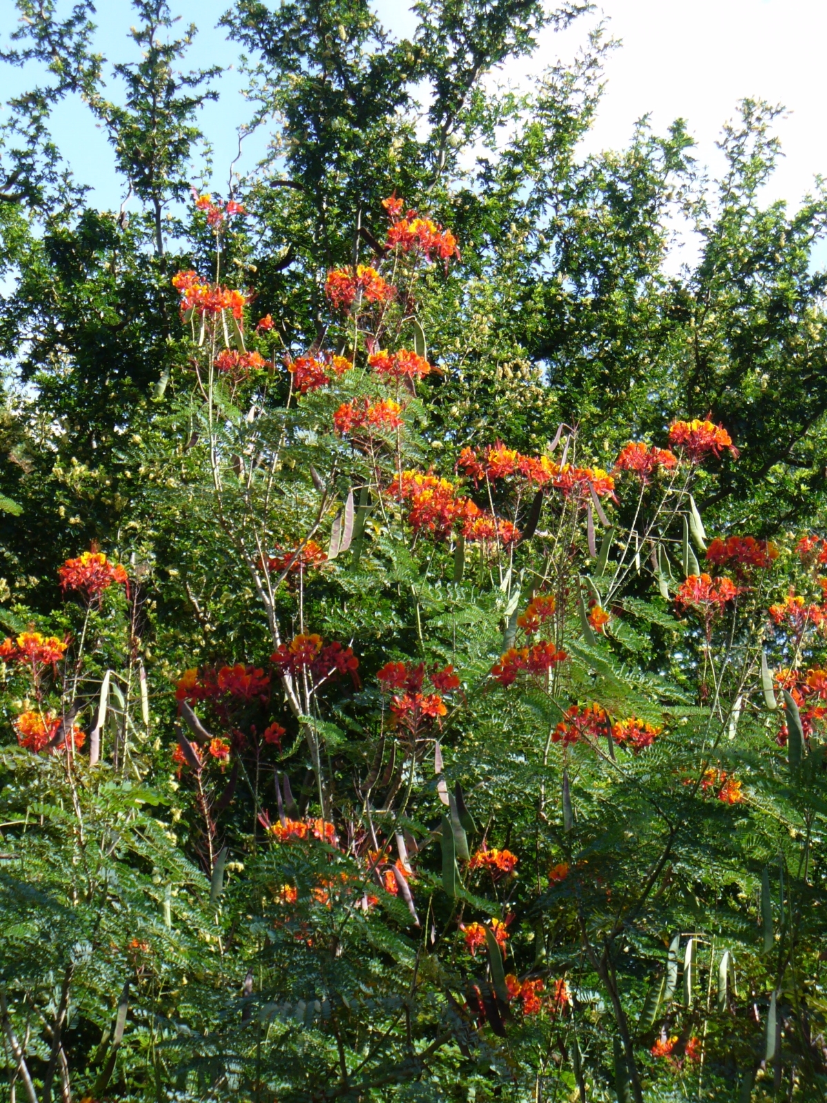 Pride of Barbados, Mexican Red Bird of Paradise, Dwarf Poinciana, Peacock Flower, Flamboyan-de-Jardin, Barbados Fenceflower