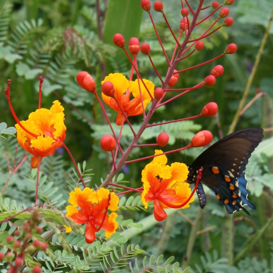 Pride of Barbados, Mexican Red Bird of Paradise, Dwarf Poinciana, Peacock Flower, Flamboyan-de-Jardin, Barbados Fenceflower