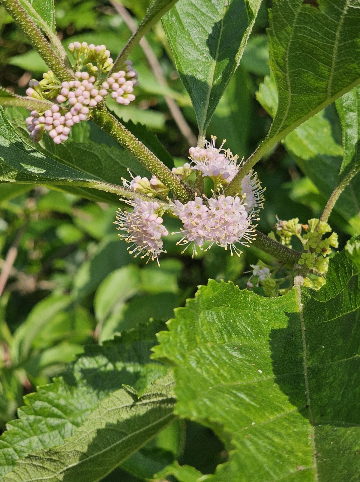 American Beautyberry, French Mulberry, Wild Goose's Berry, American Mulberry