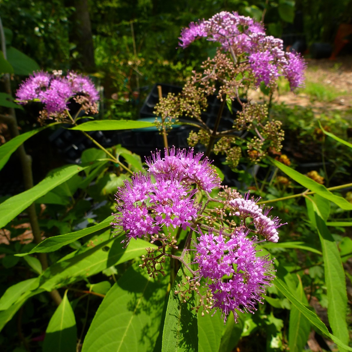 White Fruited Asian Beautyberry