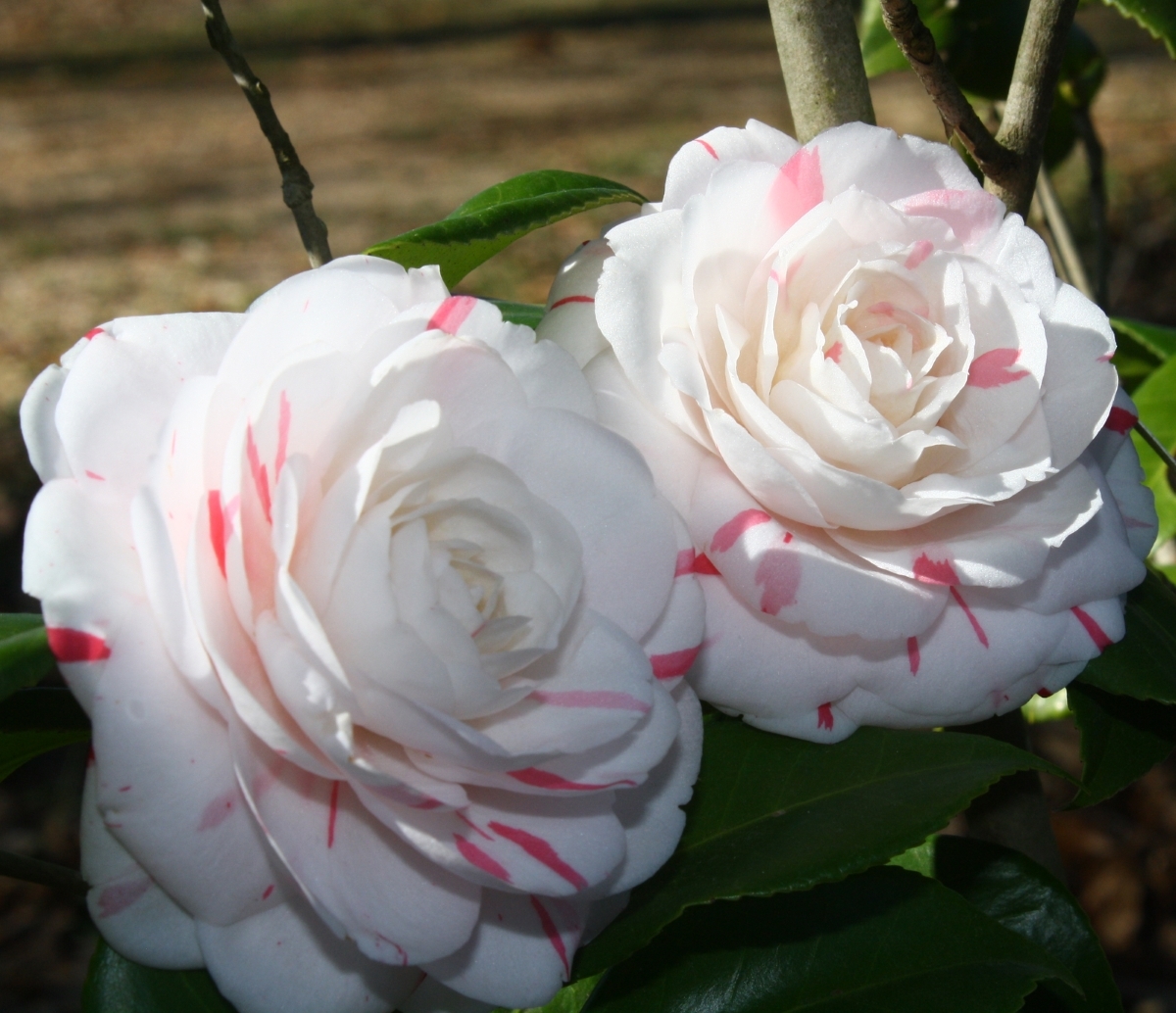 La Peppermint Camellia