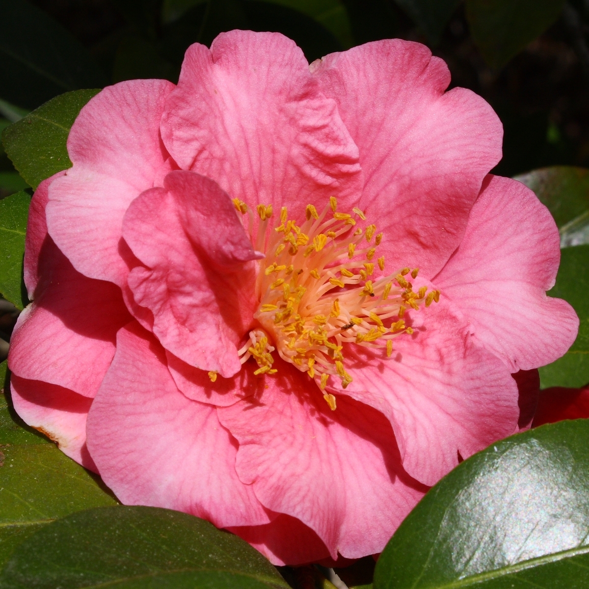 Spellbound Camellia, Marie Bracy Camellia