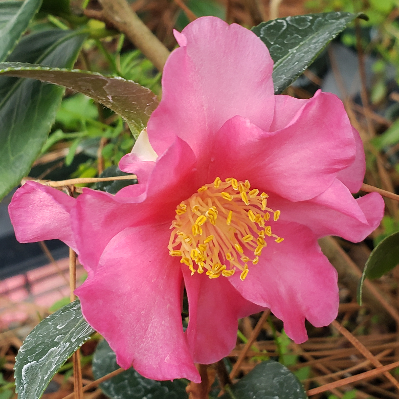 Hiryu Sasanqua Camellia