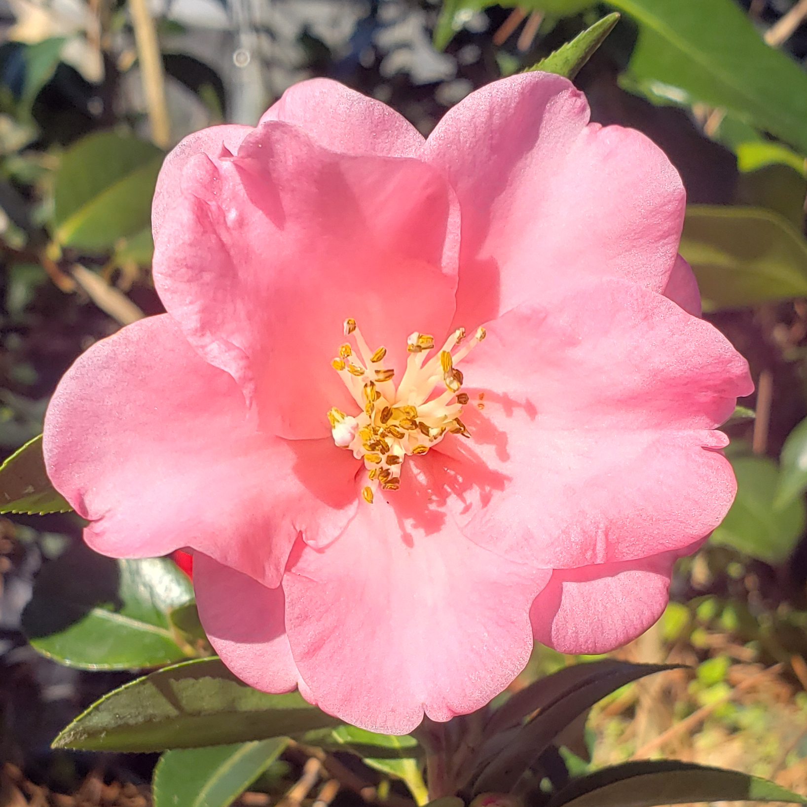 Spring Awakening Camellia