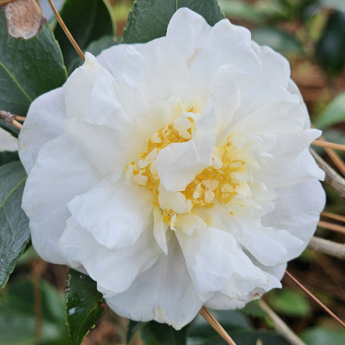 Winter's Snowman Sasanqua Camellia
