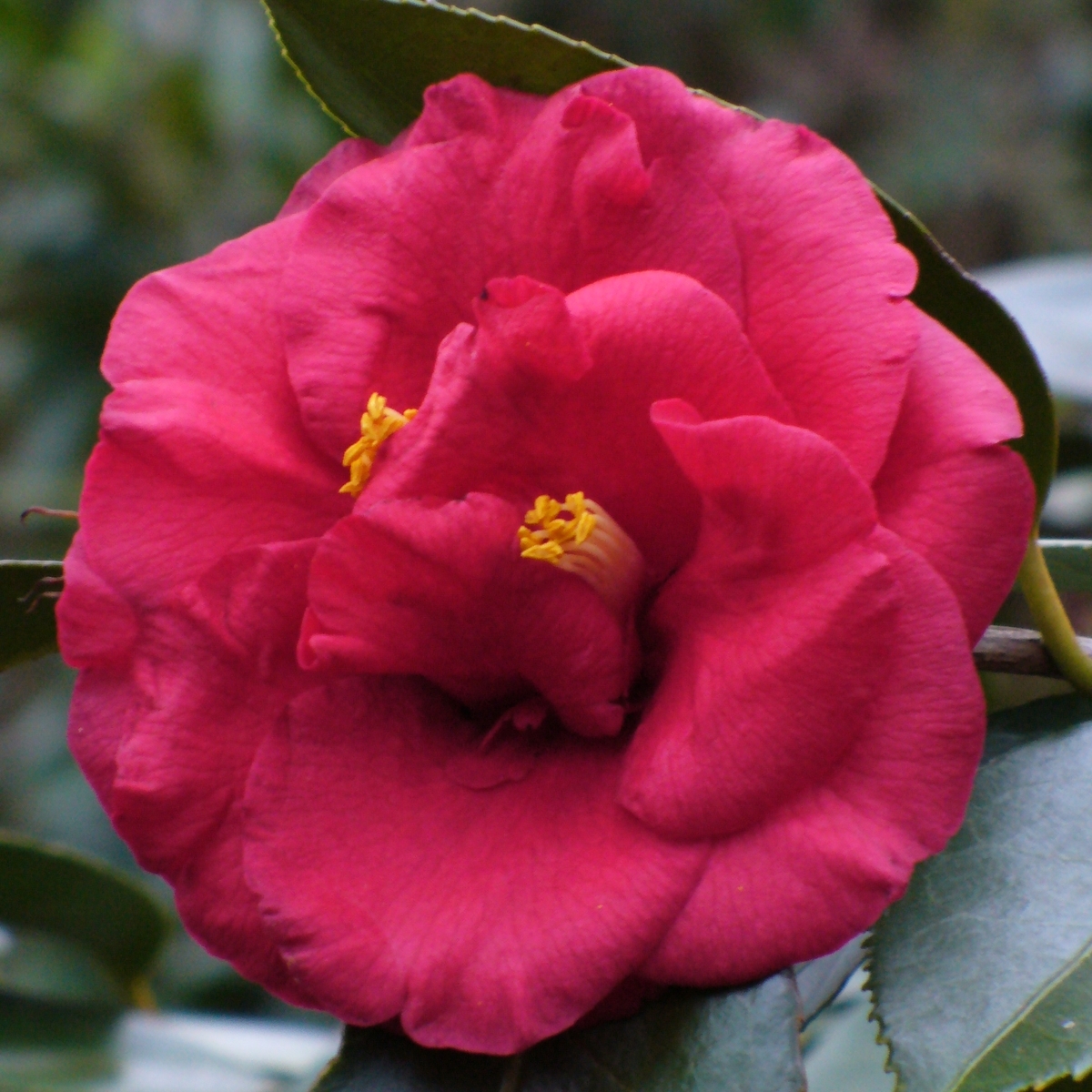 Kramer's Supreme Camellia