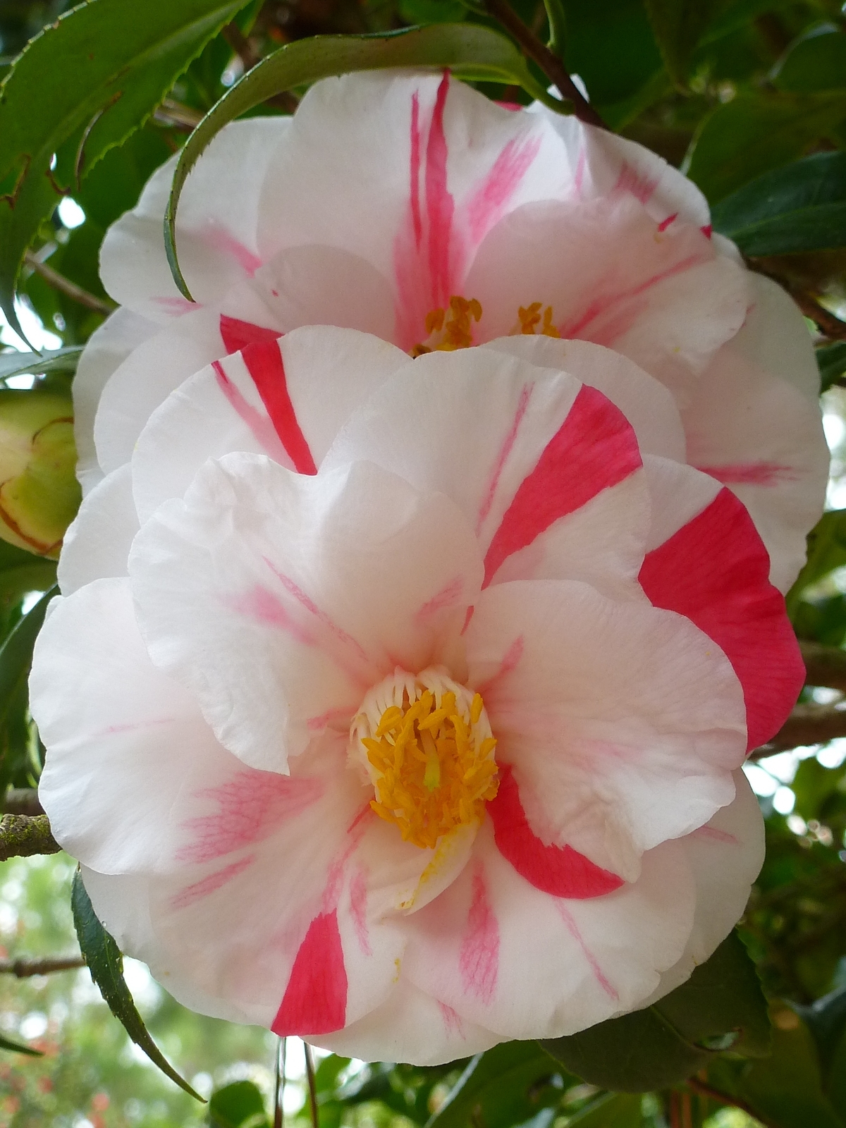 Lady Vansittart Camellia