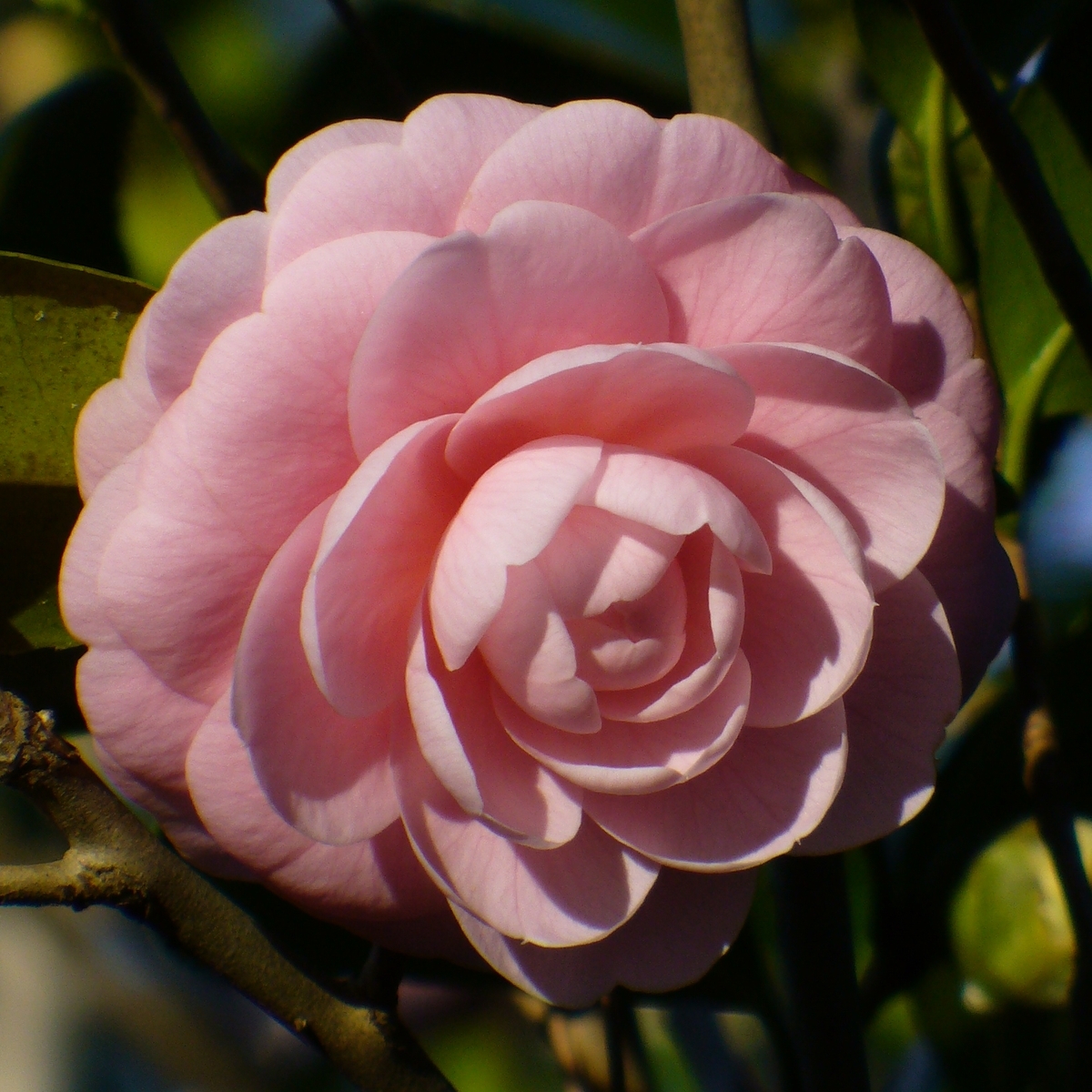Pink Perfection Camellia, Otome Camellia