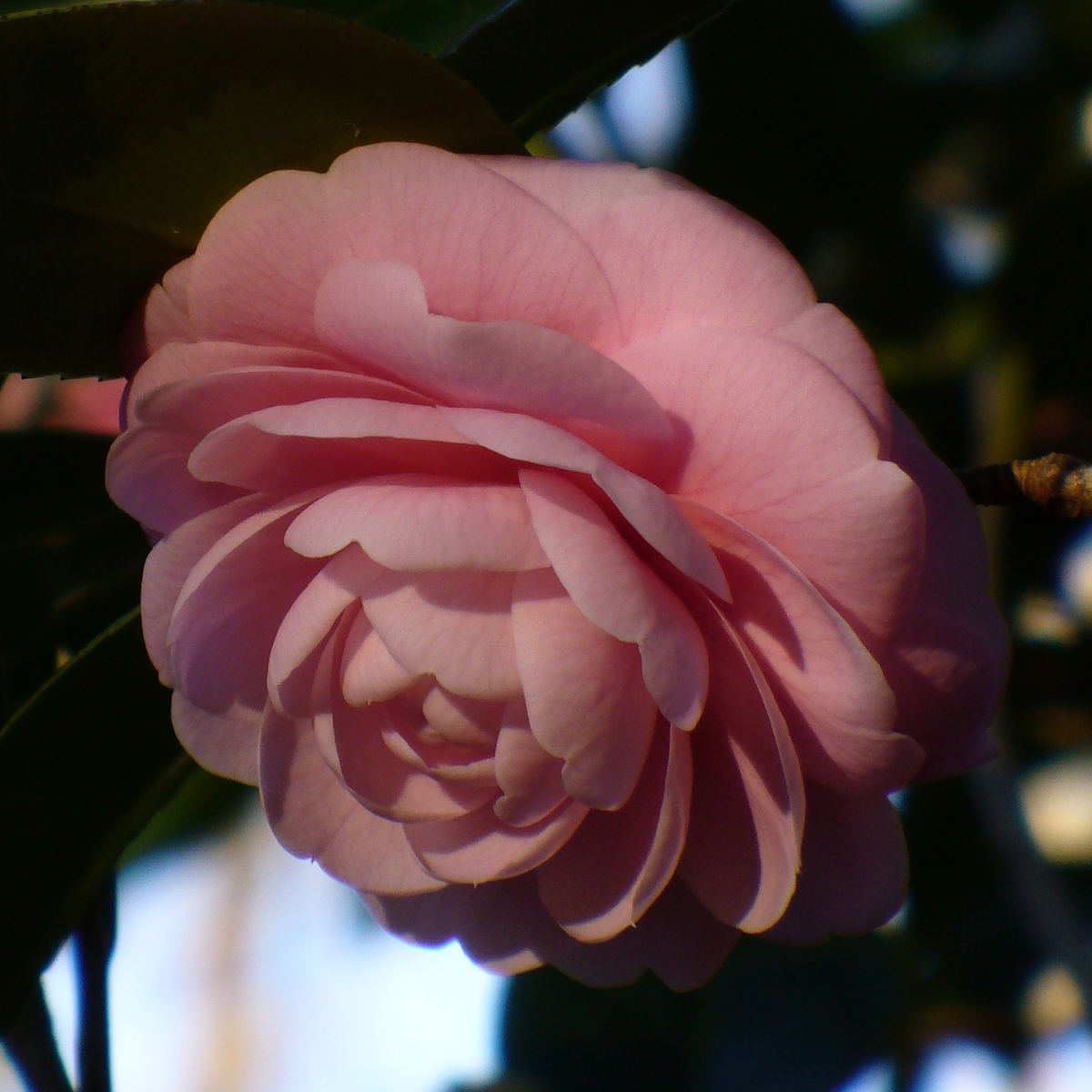 Pink Perfection Camellia, Otome Camellia