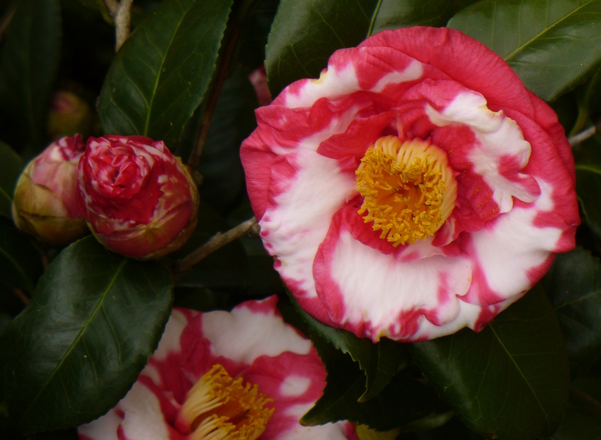 R.L. Wheeler Variegated Camellia