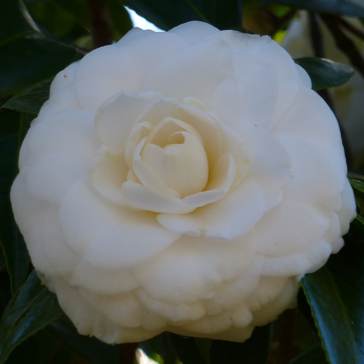 White By The Gate Camellia