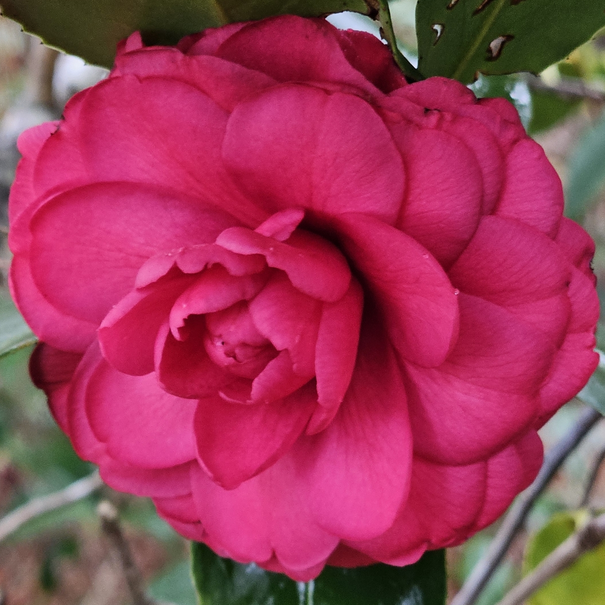 C.M. Hovey Camellia, Colonel Firey Camellia