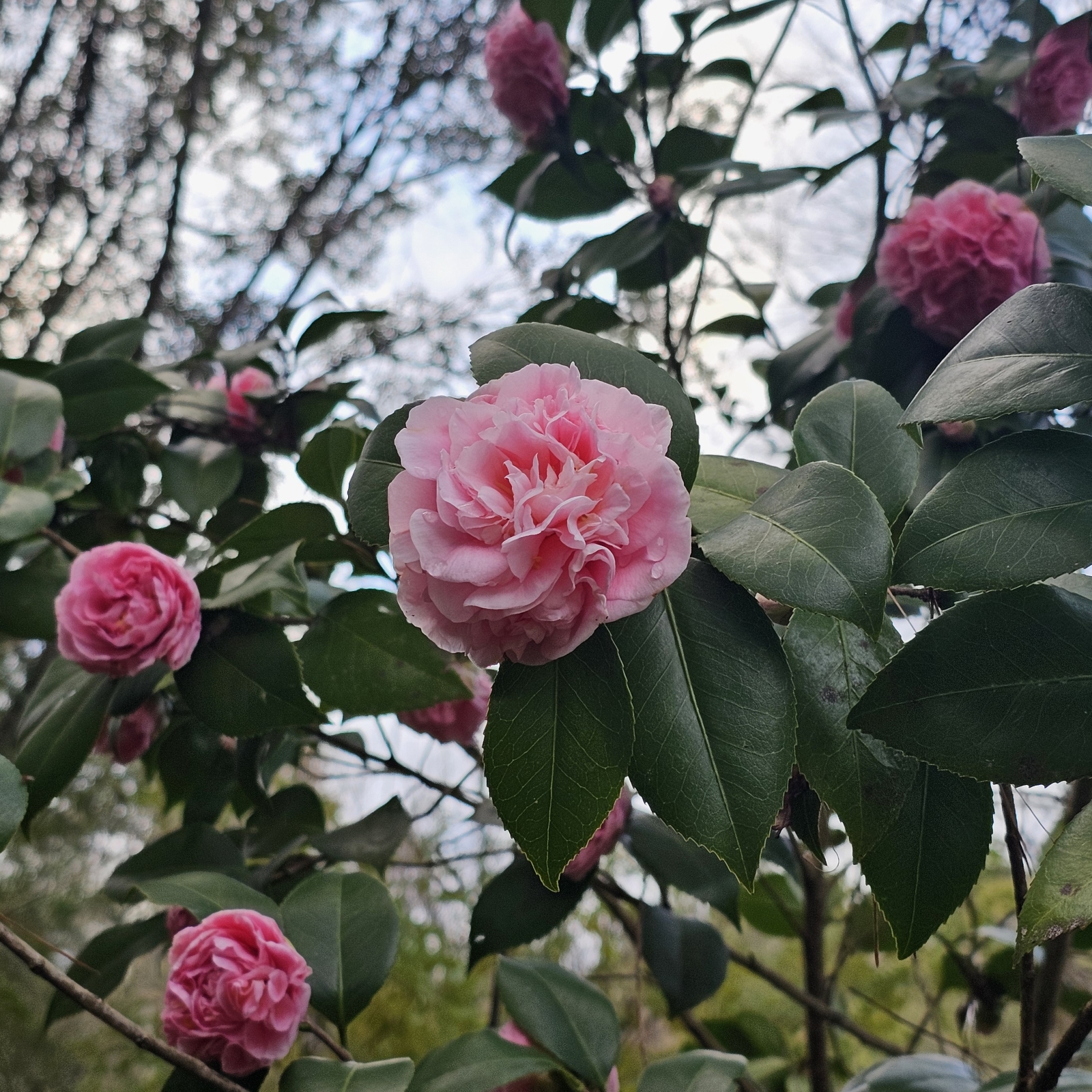 Debutante Camellia