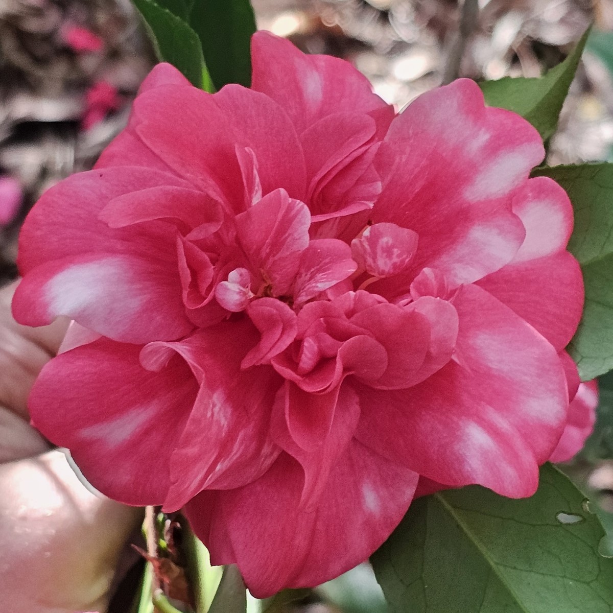 Coquetti Camellia, Glen 40 Camellia