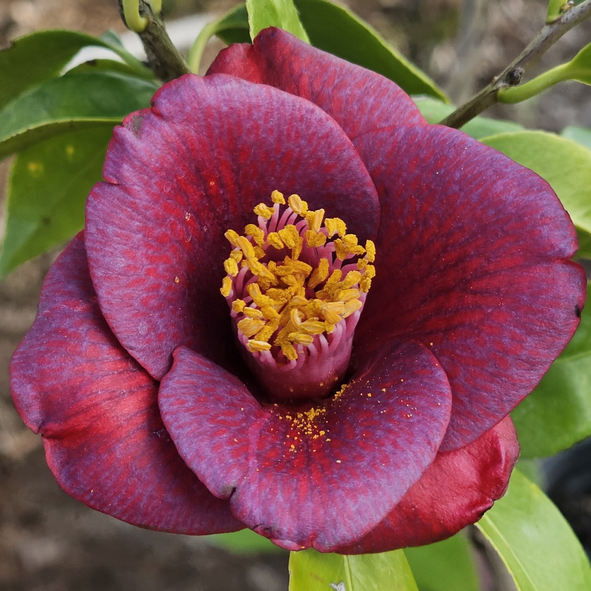 Grape Soda Camellia