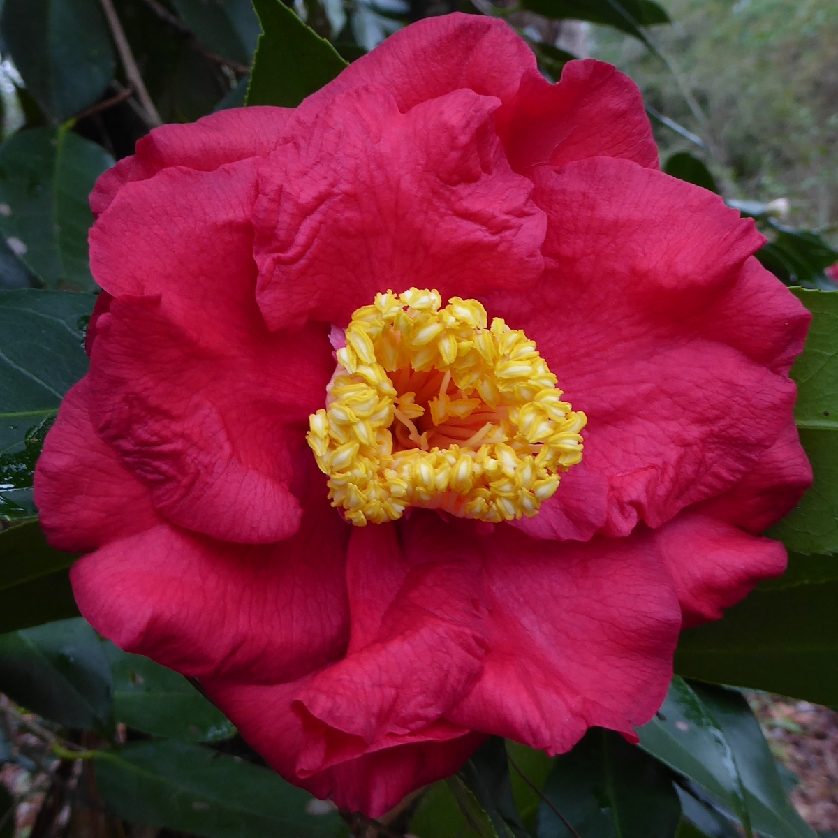 Guilio Nuccio Camellia