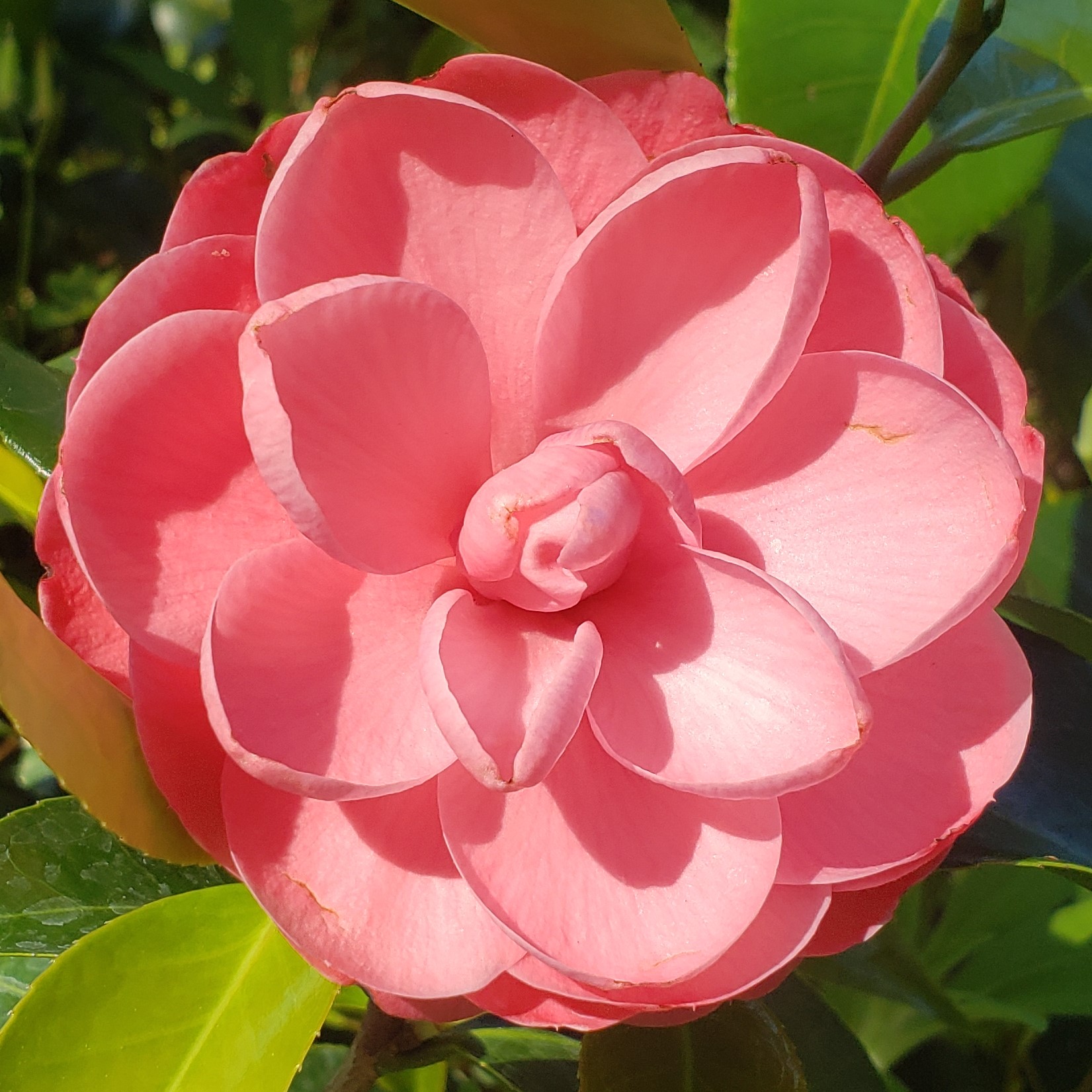 Jack's Camellia