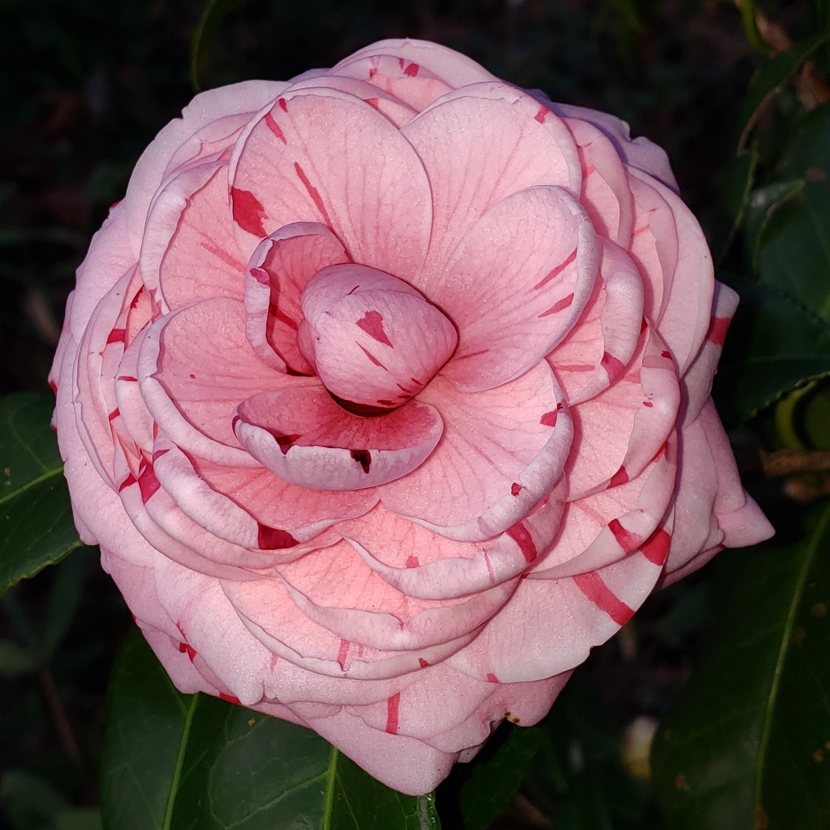 La Peppermint Camellia