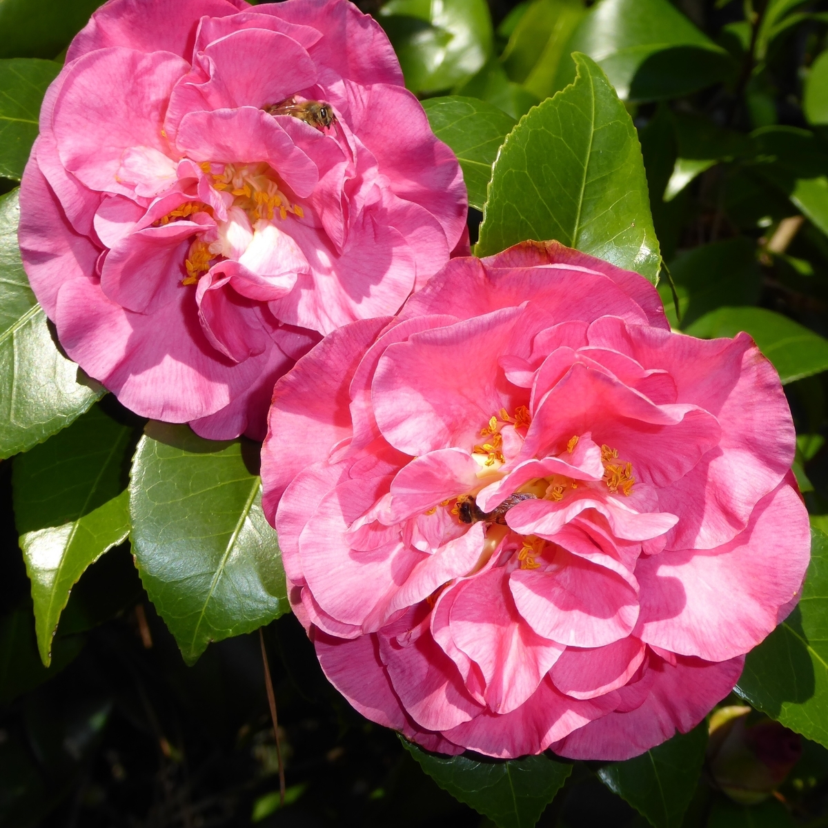 Spellbound Camellia, Marie Bracy Camellia