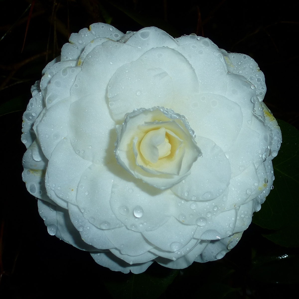 Nuccio's Gem Camellia