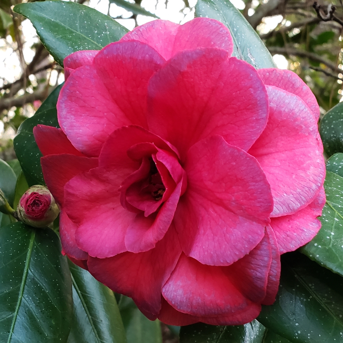 Purple Dawn Camellia, Mathotiana Camellia