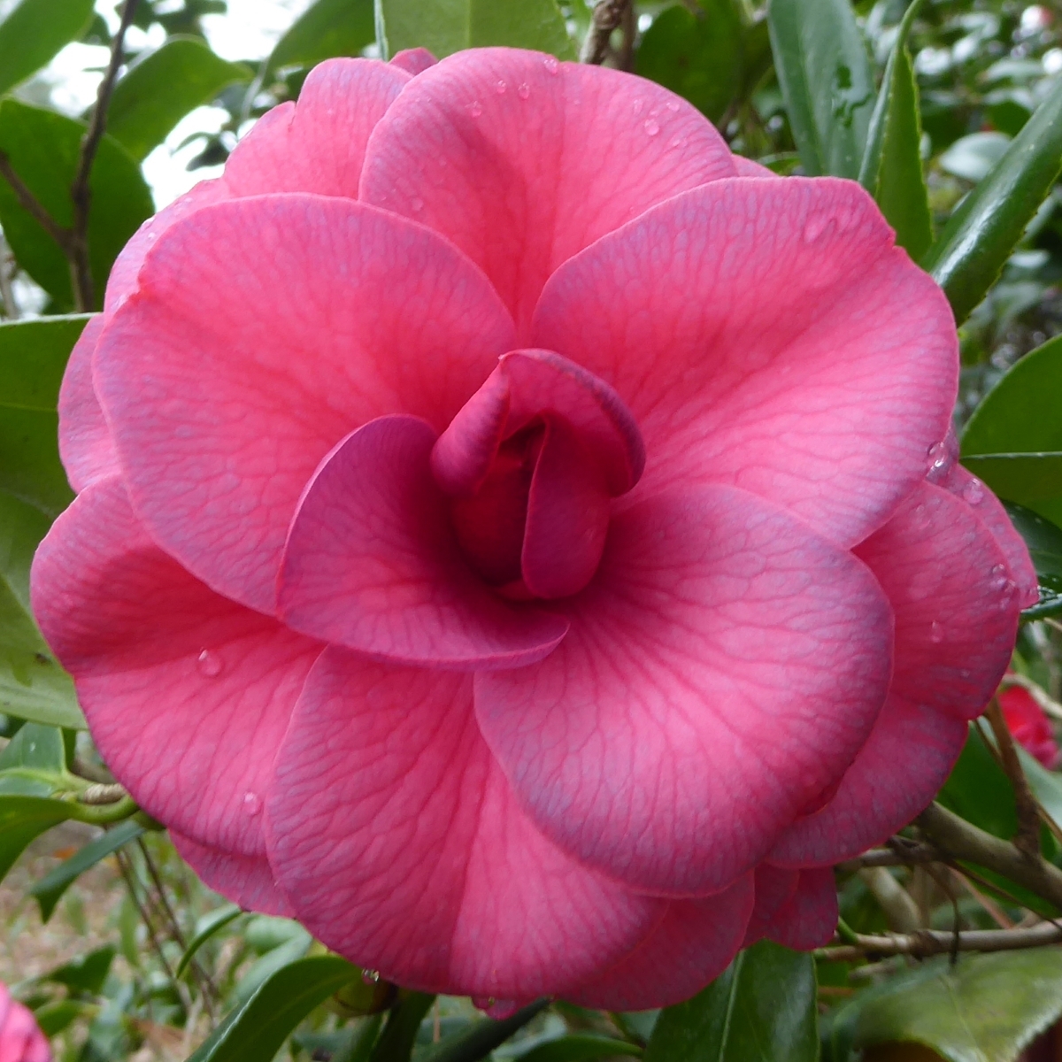 Purple Dawn Camellia, Mathotiana Camellia