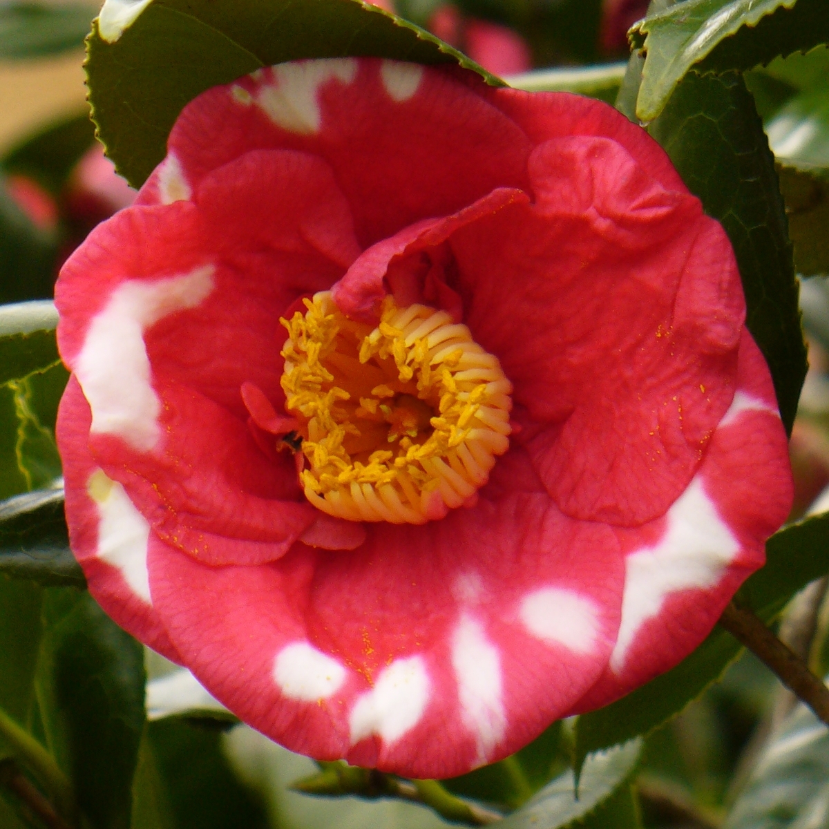 R.L. Wheeler Variegated Camellia