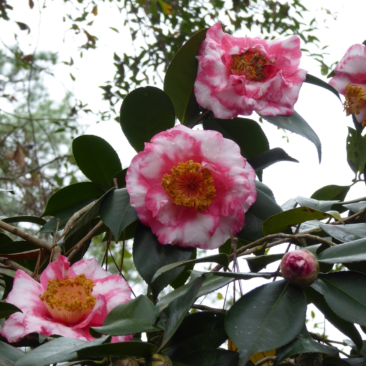 R.L. Wheeler Variegated Camellia