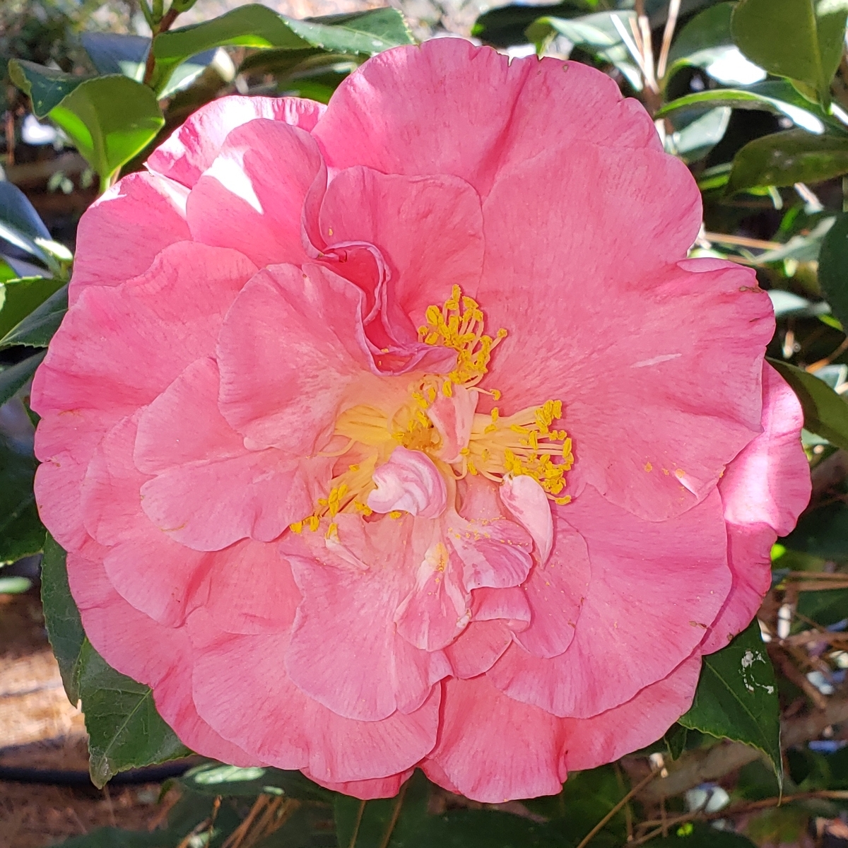Spellbound Camellia, Marie Bracy Camellia