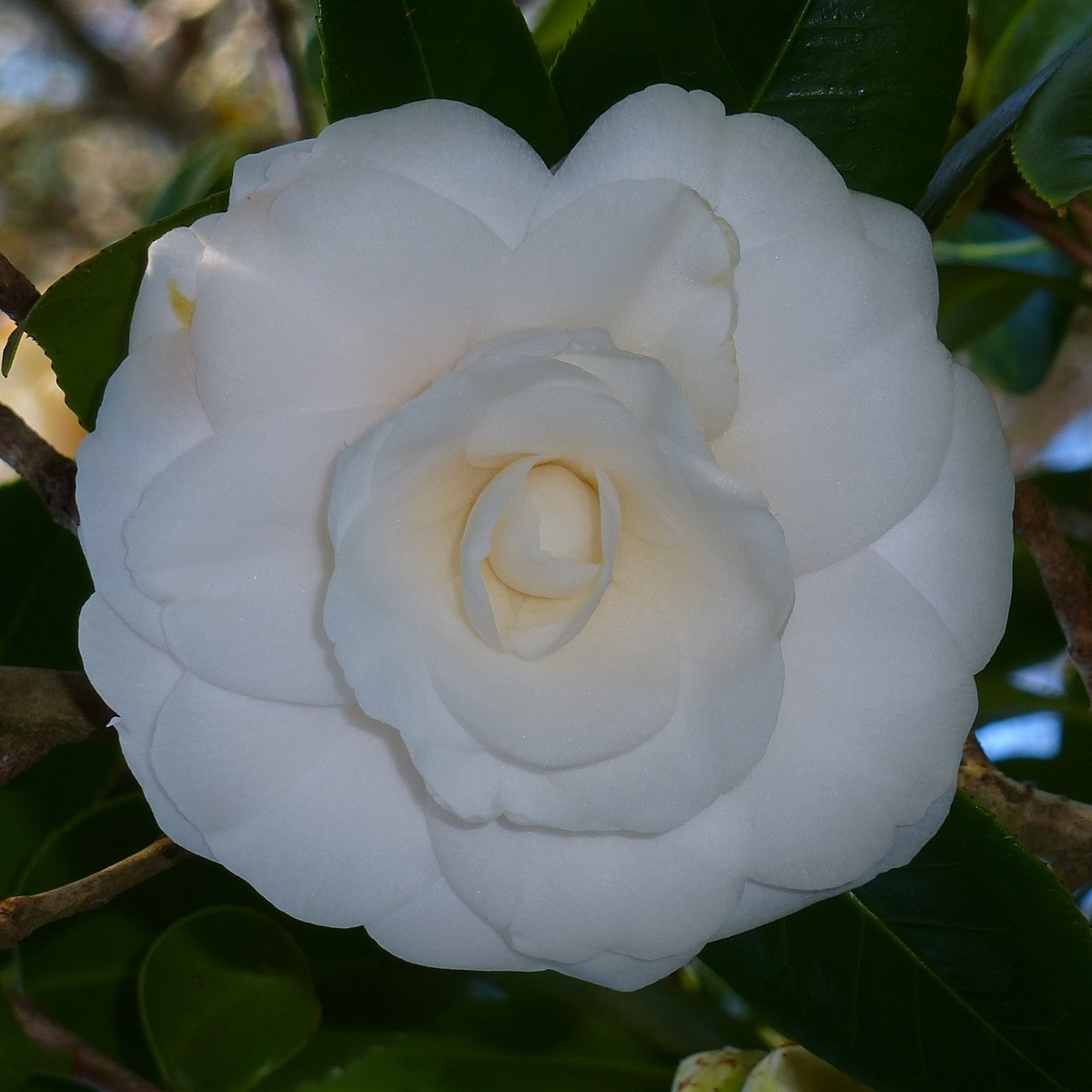 White By The Gate Camellia